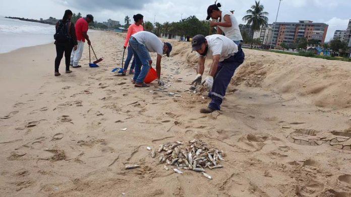 Miles de peces muertos aparecen en las playas de Puerto Píritu