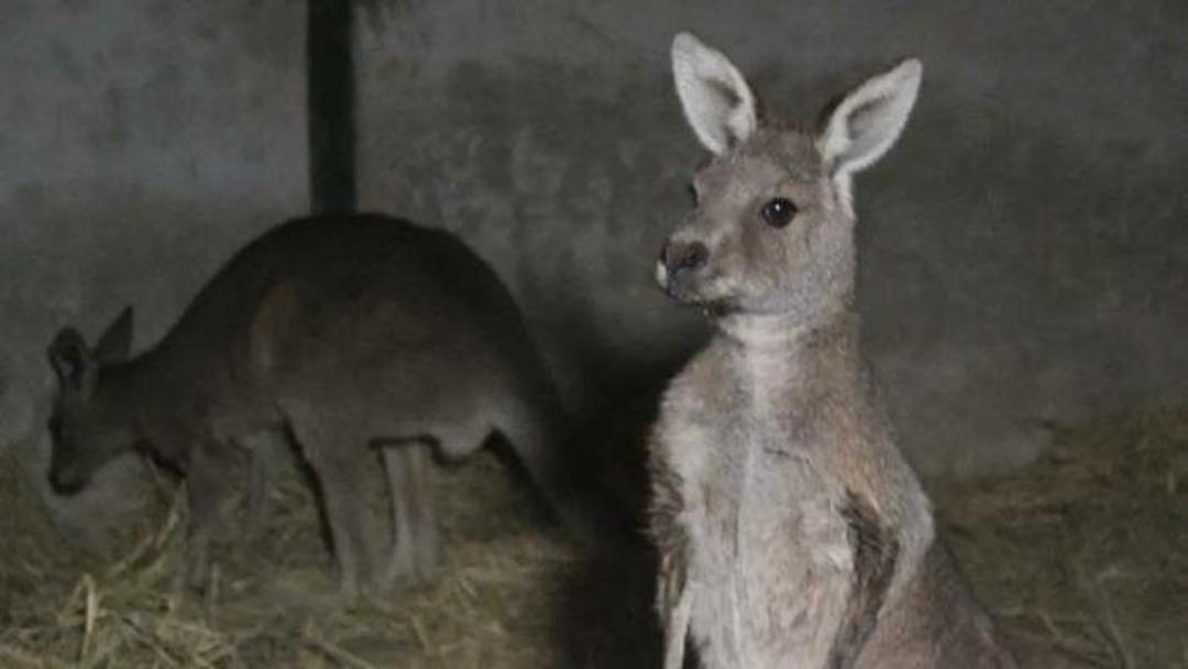 Arriban nuevas especies animales al zoológico de Caricuao en Caracas