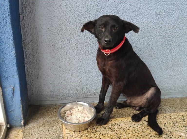 Blacky, el perrito que sobrevivió a los sucesos de la Cota 905 