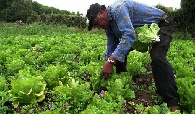 Fedeagro: Se debe impulsar un plan estratégico de abastecimiento de gasoil para agricultores y ganaderos