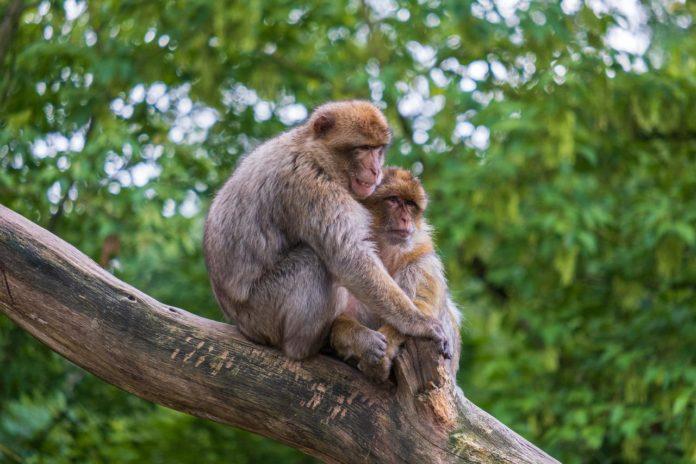 La viruela del mono solo se transmite entre los humanos