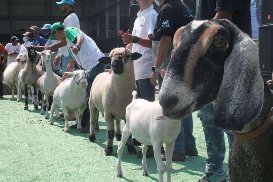 Nicolás Maduro inauguró la ExpoFeria Caprina Ovina Miranda 2022