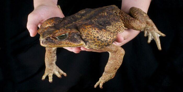 Rescatan 49 ranas gigantes en Perú